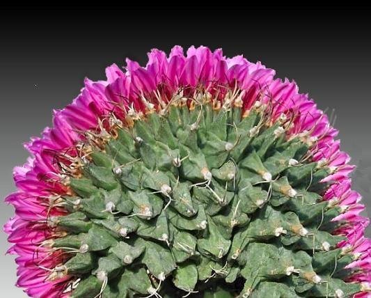 Turbinicarpus_alonsoi_cristata_1